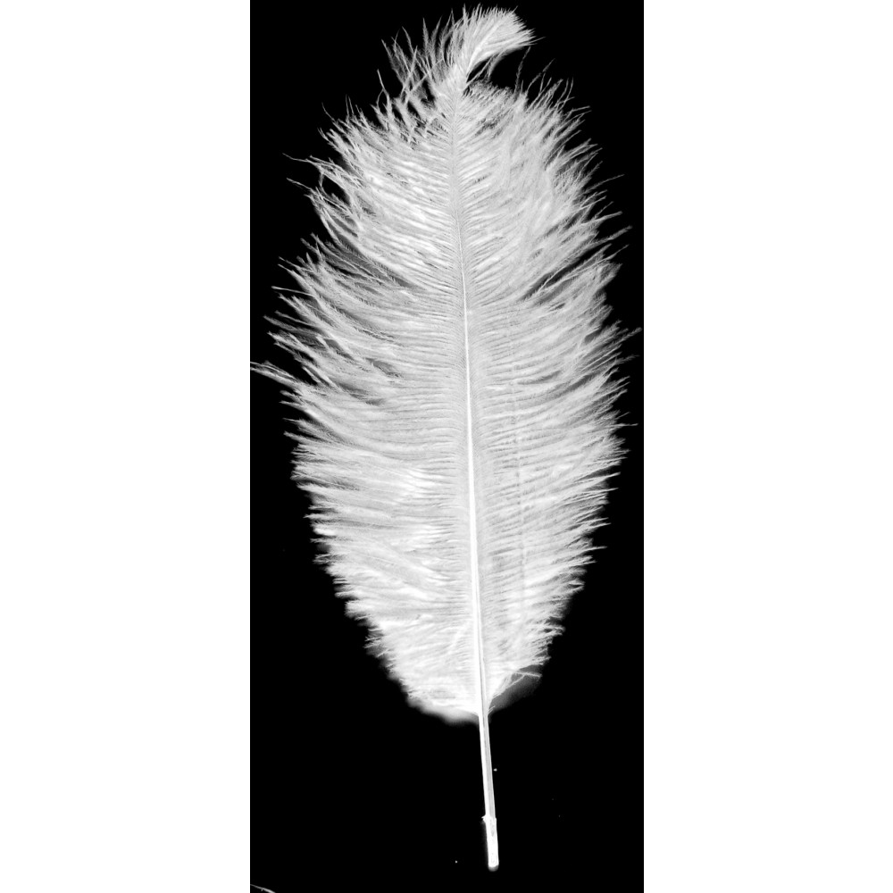 Comet - White, Ostrich Feathers – Sherri's Designs